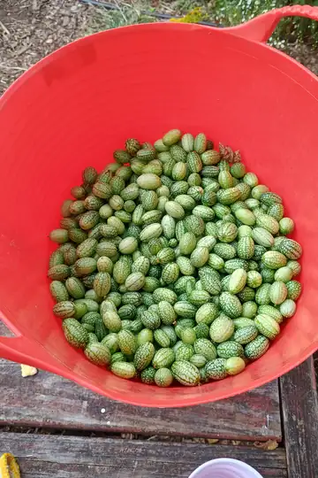 Melon harvest