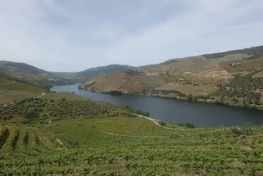 In the vineyard